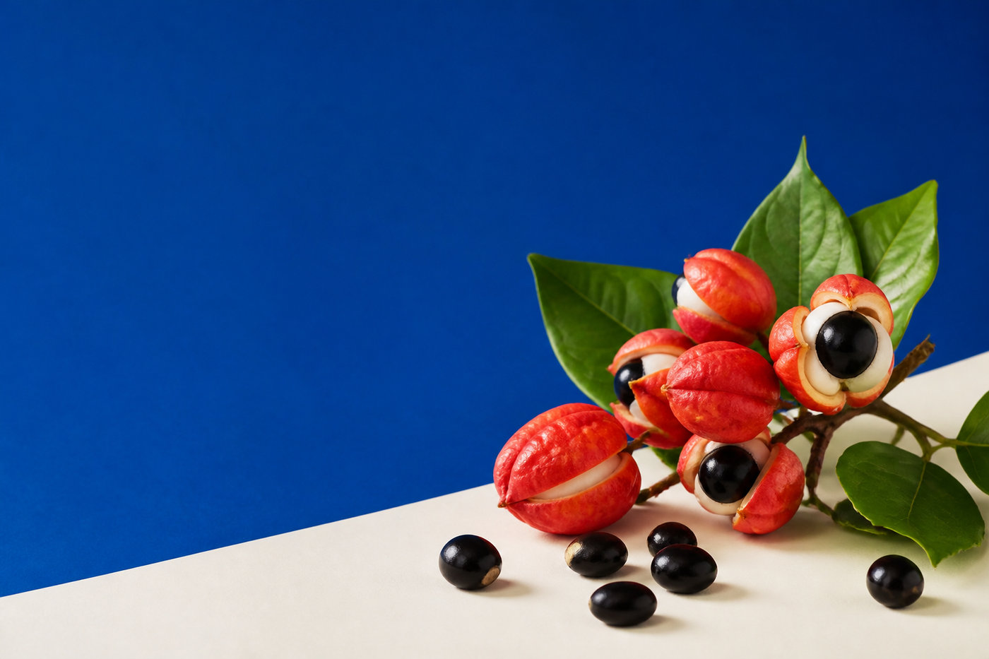 Guarana fruit and seeds on a cobalt blue background